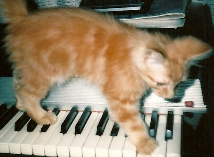 Music Cats Miseries Schweitzer my first kitten living in Indiana